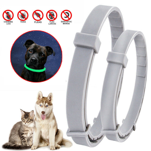 62cm Glow in the dark Collar Dog Cat Ticks & Flea Treatment 8 Months Protection