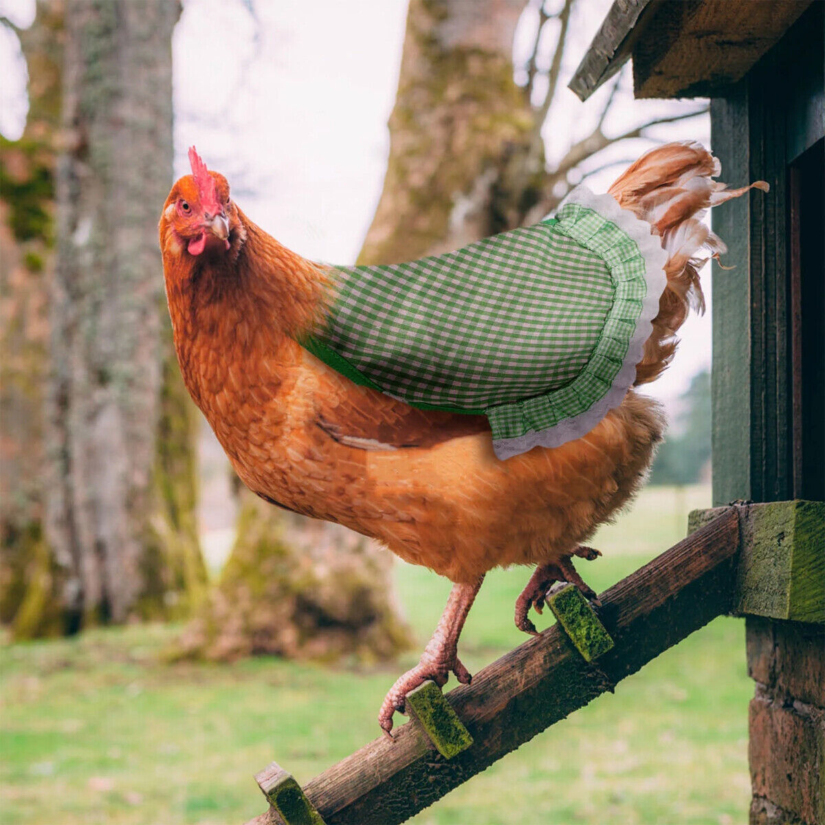 Chicken Hen Apron Feather Protector 5pcs Poultry Saddle Cover for Birds Rooster