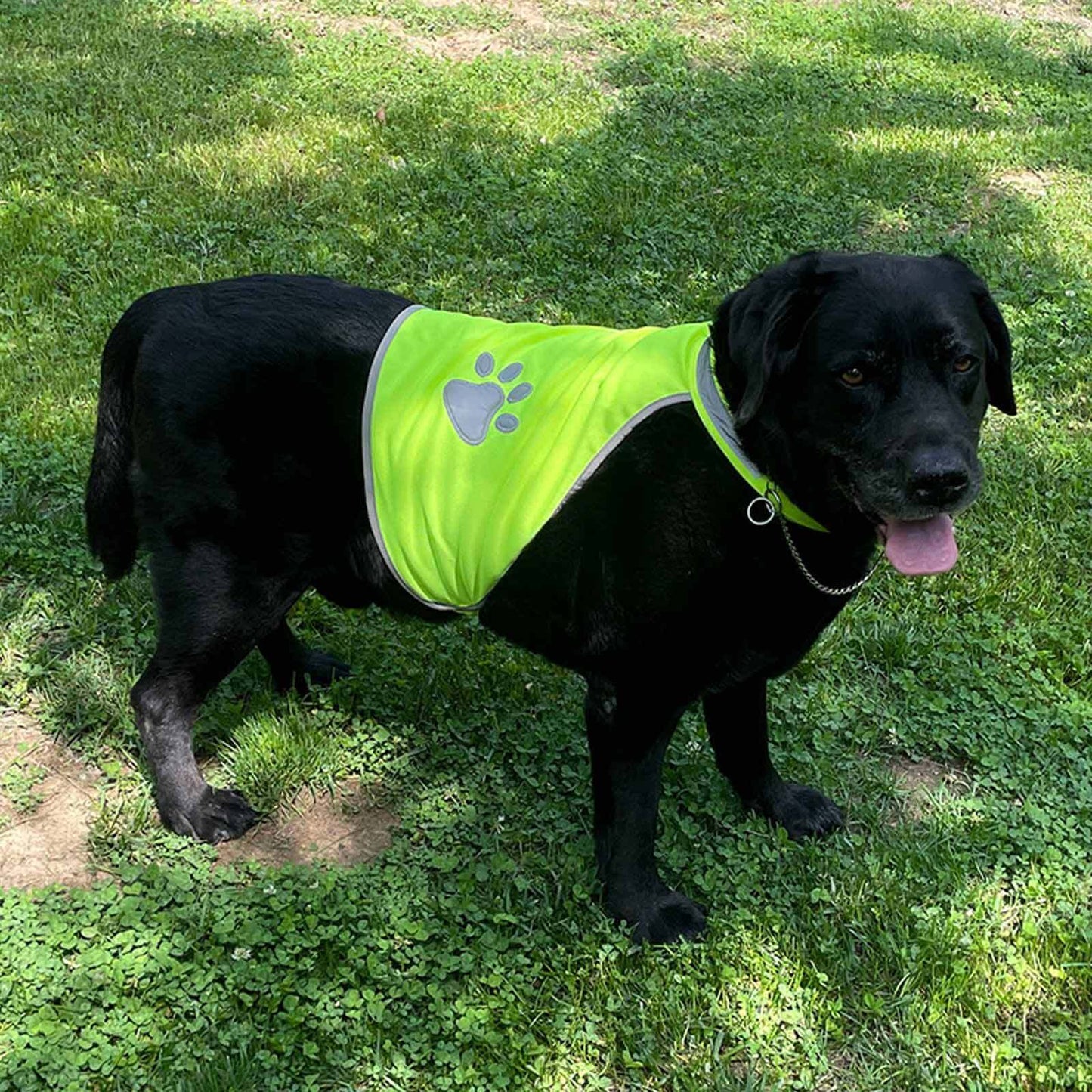 Reflective Dog Safety Vest High Visibility Fluorescent Pet Hi Vis Jacket Coat