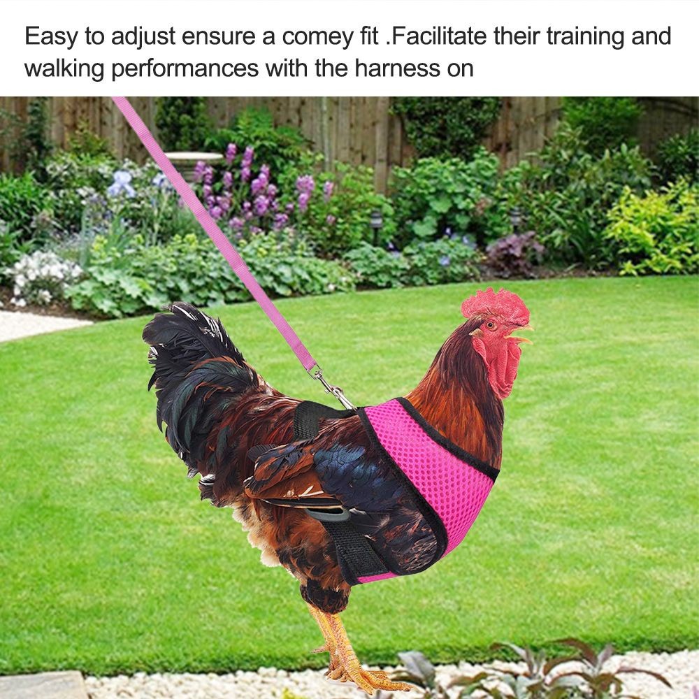 Supplies Adjustable Pet Matching Collars Bow Hen Belt Chicken Vest Harness