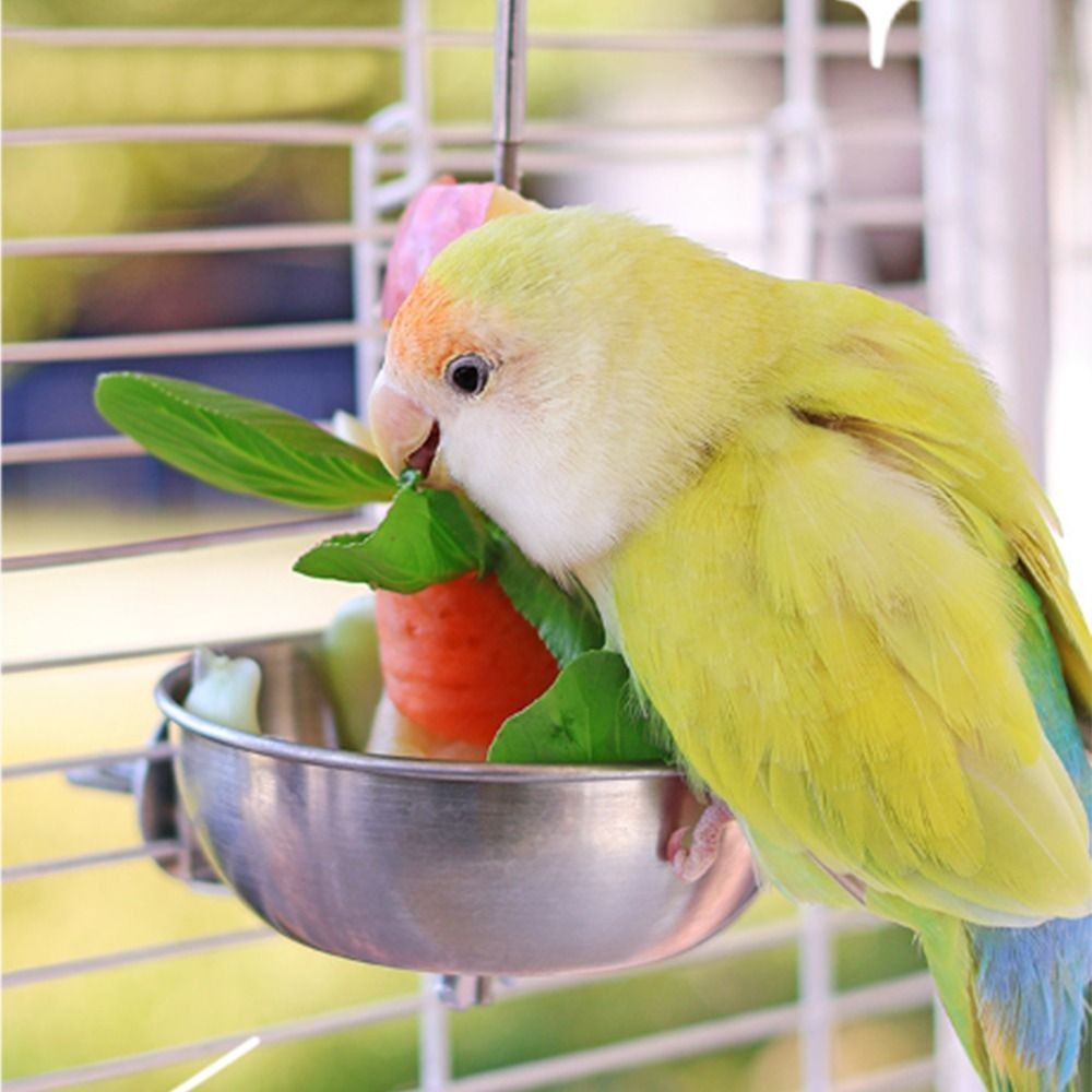 Large Capacity Bird Food Holder Splash-Proof Vegetable Skewer  Small Parrot