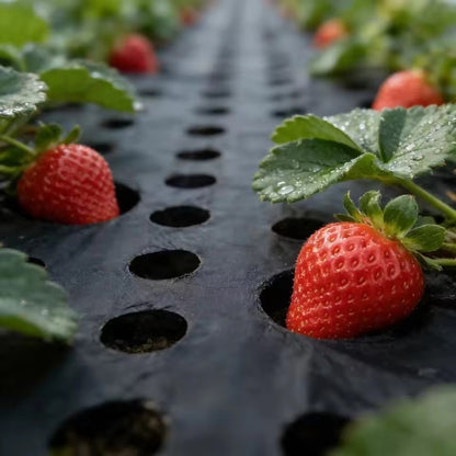 Pre-Punched Holes Perforated Plastic Mulch Film  Agricultural