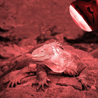 UVA Lamp Amphibian Bird Light Heat Reptile Bulb Snake Day/Night Pet Heating Lamp