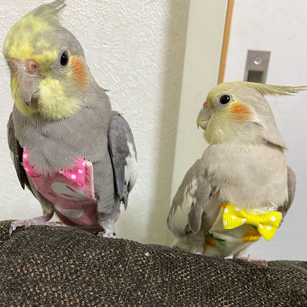 Large Medium Birds Pigeons Pants Parrot Diaper Birds Flight Suit Pet Clothes