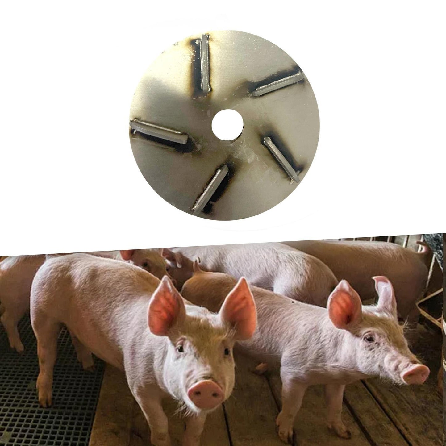 Pig Hair Removal Tool Lightweight Hair Removing Disc for Deli Roosters Farm