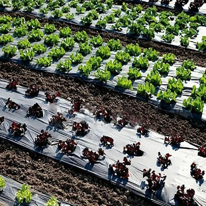 Pre-Punched Holes Perforated Plastic Mulch Film  Agricultural