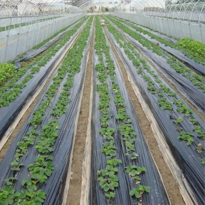 Pre-Punched Holes Perforated Plastic Mulch Film  Agricultural