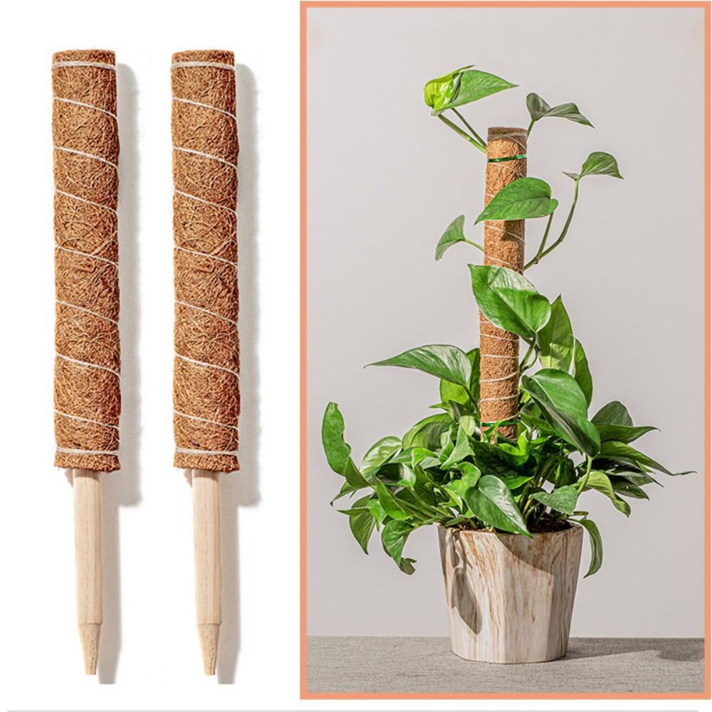To Grow Upwards Moss Pole 32/42/52cm Plants Climbing Support  Indoor